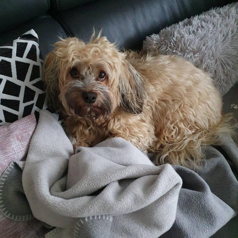 Beautiful havanse puppies for adoption. Image eClassifieds4u