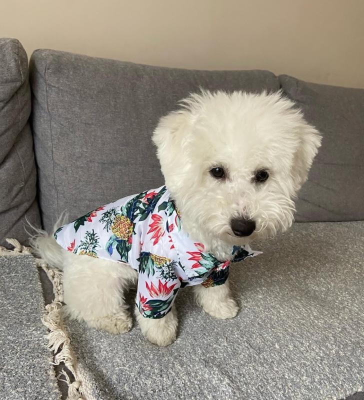 Bichon Frise Pups Image eClassifieds4u