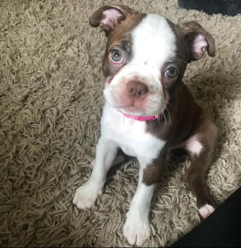 Boston terrier puppies available Image eClassifieds4u