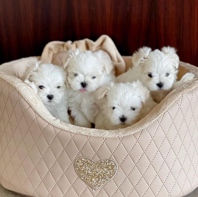 Cute and Adorable Maltese Puppies Image eClassifieds4u