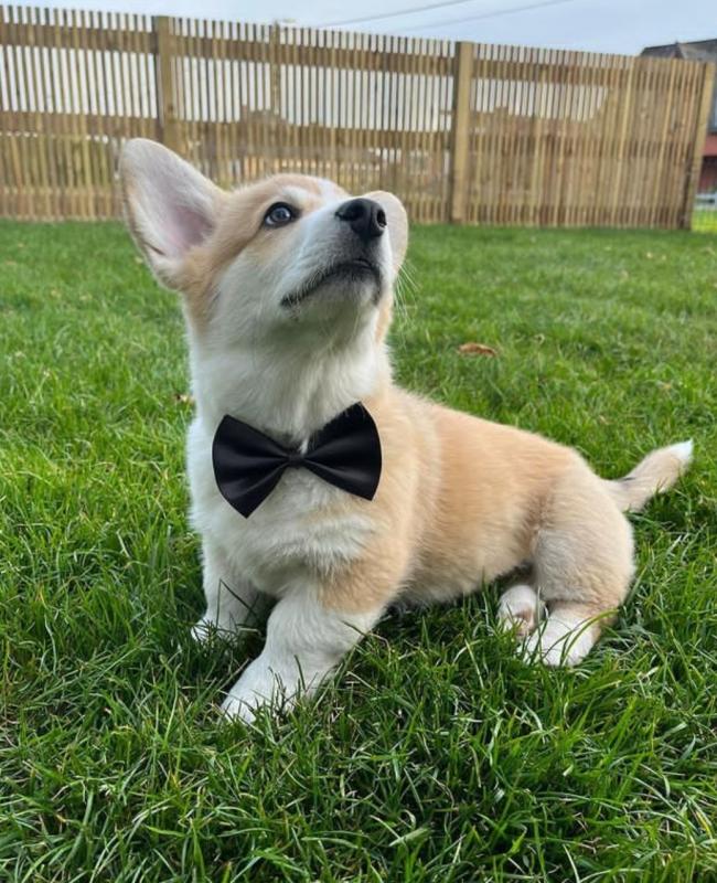 Healthy corgi puppies Image eClassifieds4u