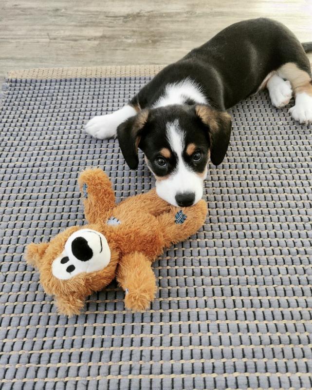 Lovely welsh corgi for free adoption Image eClassifieds4u