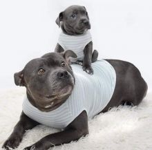 Awesome American stafford shire puppies to be adopted Image eClassifieds4U