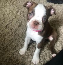Boston terrier puppies available Image eClassifieds4u 1