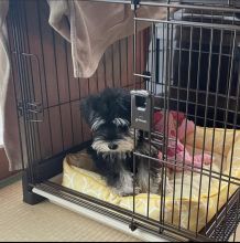 Fantastic morkie puppies to be re-home Image eClassifieds4u 2