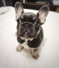 pretty french bulldog for free adoption Image eClassifieds4U