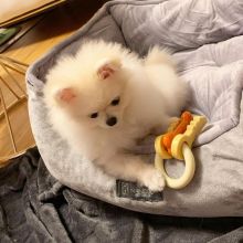 pretty pomeranian puppies for free adoption Image eClassifieds4U