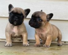 Quality Male and Female Frenchie For Sale Image eClassifieds4u 2