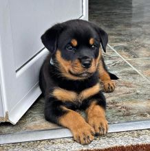 Rottweiler Pups Image eClassifieds4u 3