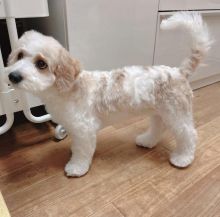 Smart cavachon puppies for free adoption Image eClassifieds4U