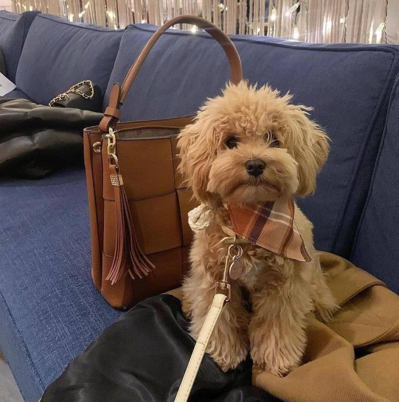 poodle Pup For Sale Image eClassifieds4u