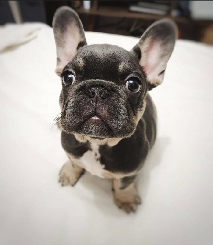 pretty french bulldog for free adoption Image eClassifieds4u