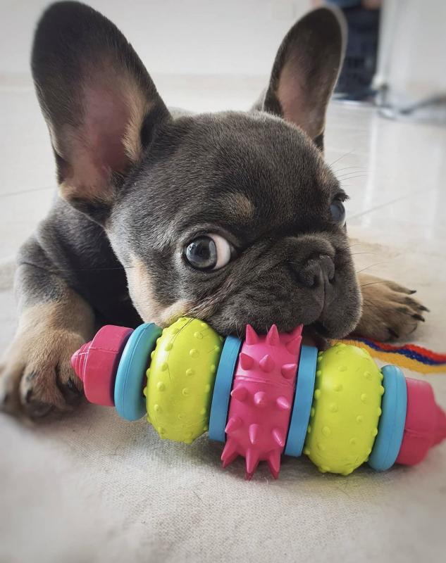pretty french bulldog for free adoption Image eClassifieds4u