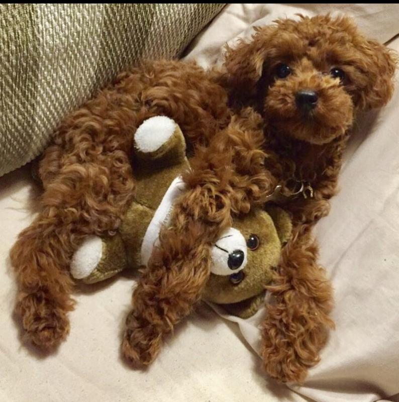 Pretty toy poodle puppies for adoption. Image eClassifieds4u