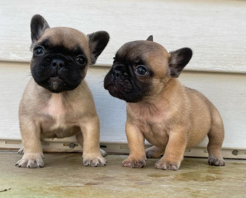 Quality Male and Female Frenchie For Sale Image eClassifieds4u