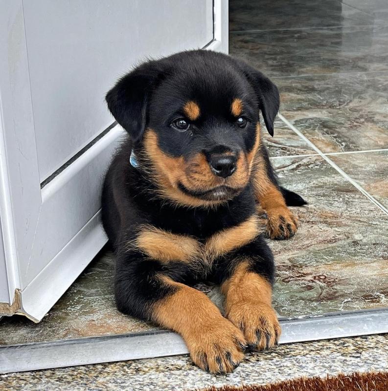 Rottweiler Pups Image eClassifieds4u