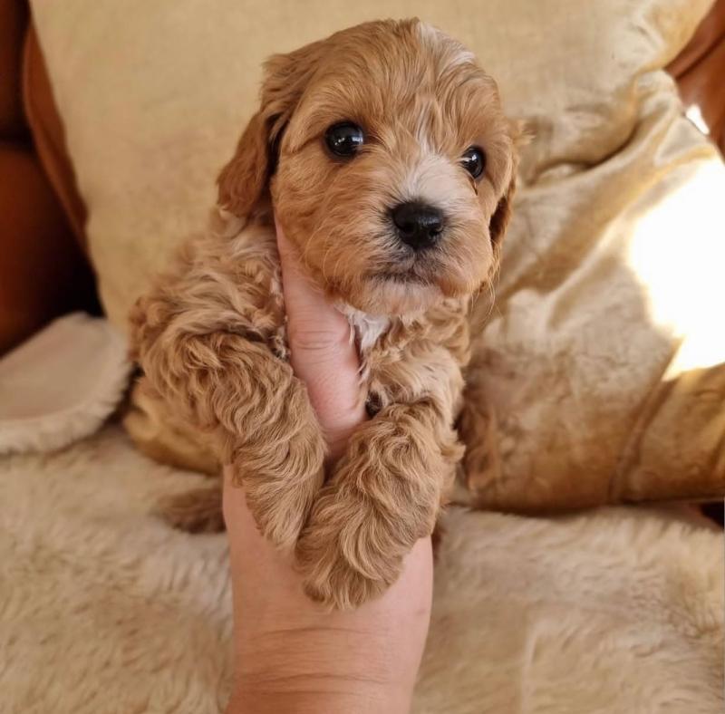 Two Wonderful cavapoo Puppies Image eClassifieds4u