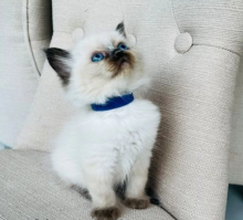 4 beautiful Ragdoll kittens.