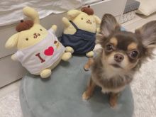 Amazing chihuahua puppies for adoption