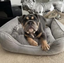 amazing english bulldog puppies for adoption