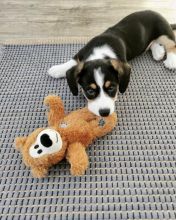 Amazing welsh corgi puppies for adoption