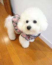 Beautiful bichon frise puppies for adoption