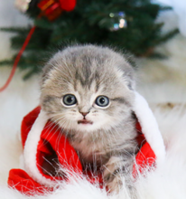 beautiful litter of 6 Scottish fold kittens for sale