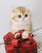 British shorthair kittens