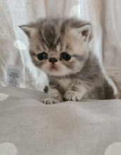 Exotic short hair kittens for sale