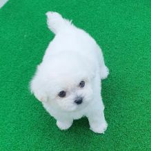 Male and female Maltese puppies for free adoption