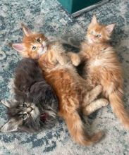 Pedigree Maine Coon Kittens