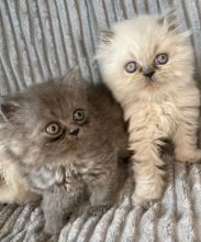 Persian kittens available for adoption