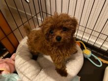 Pretty toy poodle puppies for adoption.