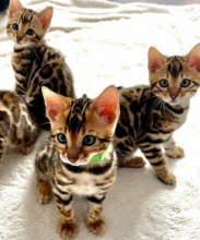 Pure Bengal Kittens TICA registered-READY NOW