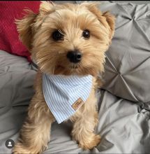 smart and available morkie puppies for adoption.