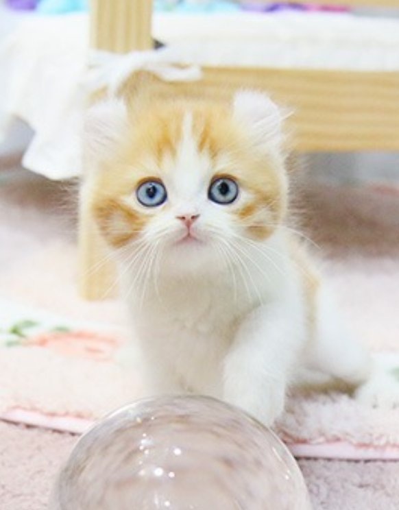 Beautiful American curl kittens Image eClassifieds4u