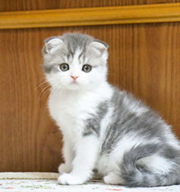 beautiful litter of 6 Scottish fold kittens for sale Image eClassifieds4u