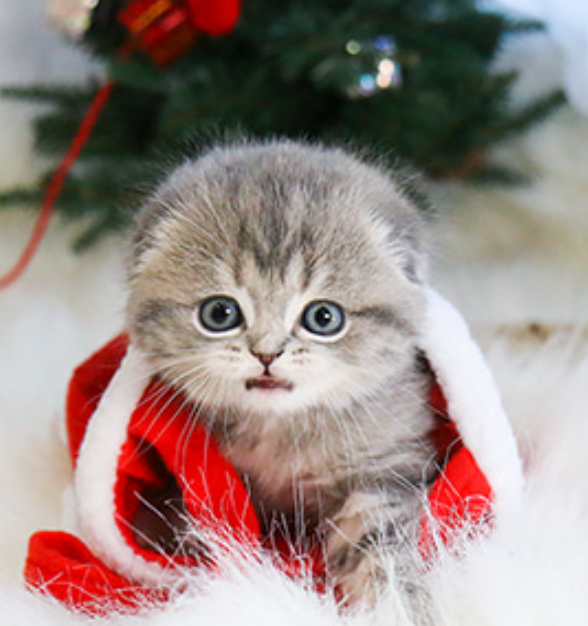beautiful litter of 6 Scottish fold kittens for sale Image eClassifieds4u