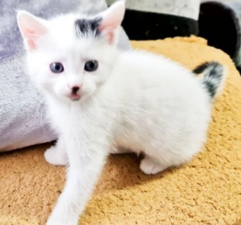 Beautiful litter of Norwegian forest kittens Image eClassifieds4u