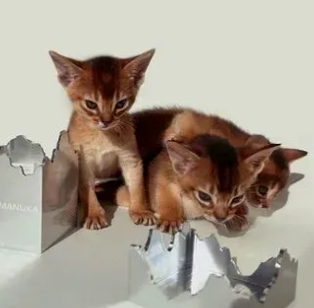 Beautiful PEDIGREE Abyssinian Kittens Image eClassifieds4u