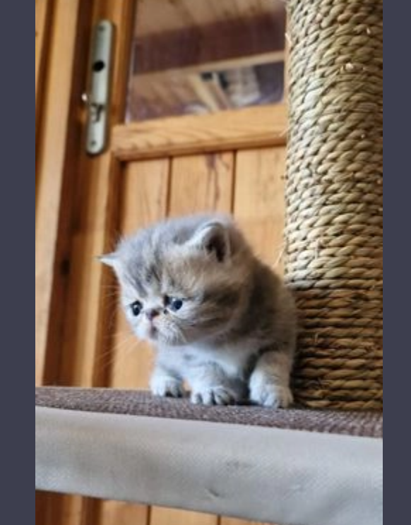 Exotic short hair kittens for sale Image eClassifieds4u
