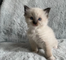 4 beautiful Ragdoll kittens. Image eClassifieds4u 2