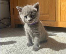 Adorable Russian Blue Kittens Image eClassifieds4u 2