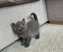 Adorable Russian Blue Kittens Image eClassifieds4u 3