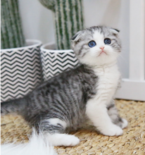 beautiful litter of 6 Scottish fold kittens for sale Image eClassifieds4u 2