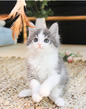 Beautiful litter of Norwegian forest kittens Image eClassifieds4u 3