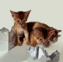 Beautiful PEDIGREE Abyssinian Kittens Image eClassifieds4U