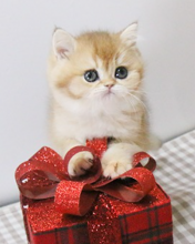 British shorthair kittens Image eClassifieds4u 1
