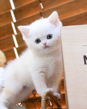 British shorthair kittens Image eClassifieds4u 2