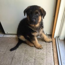 German shepherd puppies for adoption,one male and one female Image eClassifieds4U